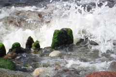 Wilde Ostsee 3