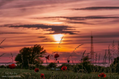 Sonnenuntergang-Mohnfeld