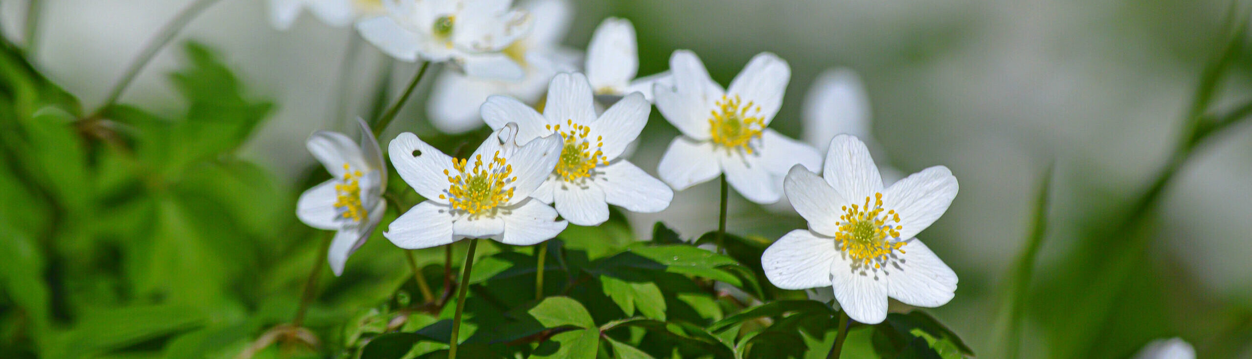 Luxus Appartements Insel Rügen Baltische Residenzen Insel Rügen